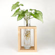 Load image into Gallery viewer, Modern Botanical- Single Grow Frame