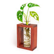 Load image into Gallery viewer, Modern Botanical- Single Grow Frame