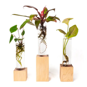 Modern Botanical- Maple Grow Cube Trio