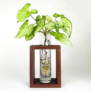 Modern Botanical- Single Grow Frame
