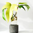 Load image into Gallery viewer, Linda Makess- Large Propagation Tubes
