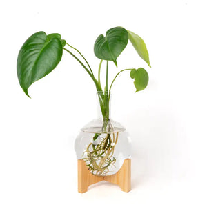 Modern Botanical- Tall Neck Orb Vase (Small)